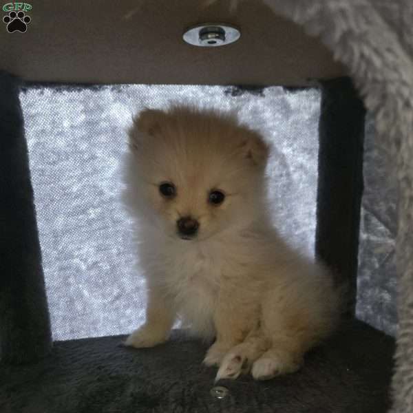 Vicky, Pomeranian Puppy